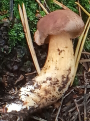 Imleria badia