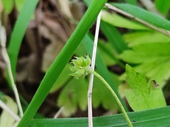 Anemonoides nemorosa