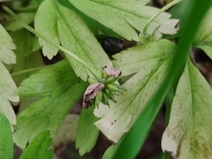 Anemonoides nemorosa