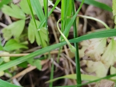 Anemonoides nemorosa