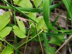 Anemonoides nemorosa