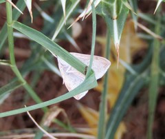 Prochoristis crudalis