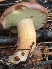 Imleria badia