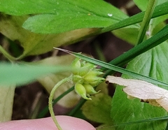 Anemonoides nemorosa