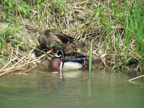 Pato joyuyo (Aix sponsa)