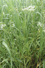 Bifora radians