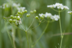 Bifora radians