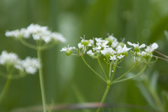 Bifora radians
