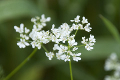 Bifora radians