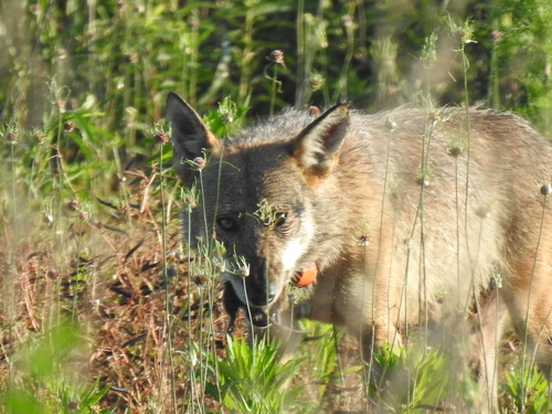 Red Wolf (Canis rufus), a lookalike recorded in Florida