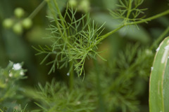 Bifora radians