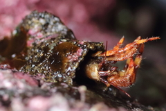 Discorsopagurus schmitti