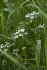 Bifora radians