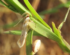 Stomopteryx detersella