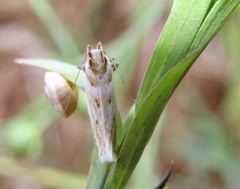 Stomopteryx detersella