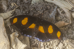 Catonephele numilia penthia