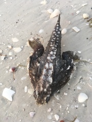Ogcocephalidae