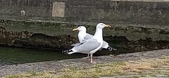 Larus argentatus