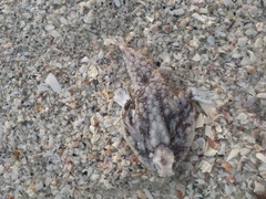 Ogcocephalidae