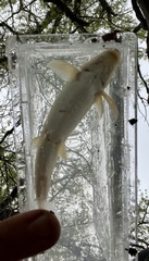 Pantosteus platyrhynchus