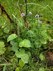 Viola epipsiloides