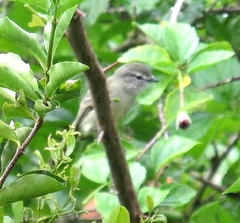 Myiopagis viridicata