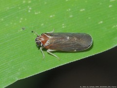 Synecdoche impunctata