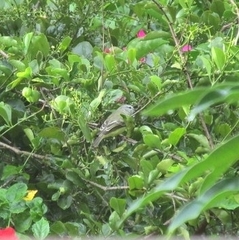 Myiopagis viridicata