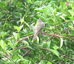 Myiopagis viridicata