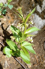 Vincetoxicum hirundinaria