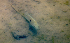 Herichthys carpintis