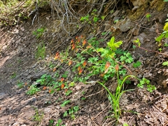 Aquilegia elegantula