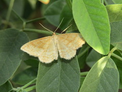 Idaea ochrata