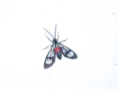 Poecilosoma eone