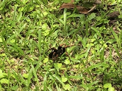 Megaphobema