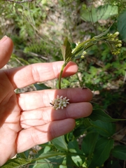 Vincetoxicum hirundinaria