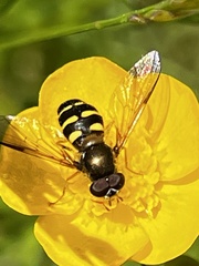 Dasysyrphus hilaris