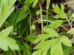 Anemonoides nemorosa