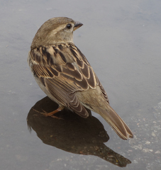 Passer domesticus