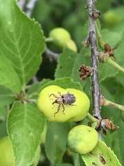 Coccotorus scutellaris