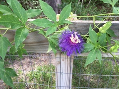Passiflora
