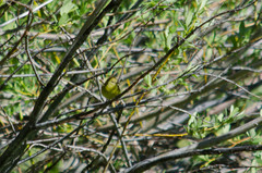 Leiothlypis celata lutescens