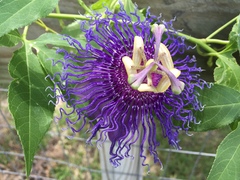 Passiflora