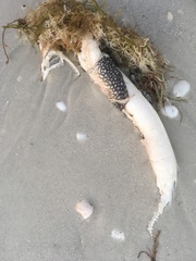 Gymnothorax saxicola