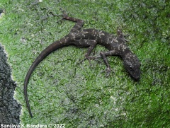 Cnemaspis rammalensis