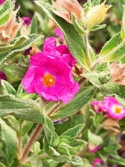 Cistus × incanus