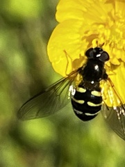 Dasysyrphus hilaris