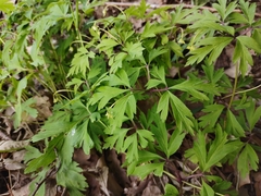 Anemonoides nemorosa