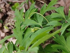 Anemonoides nemorosa