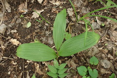Veratrum nigrum